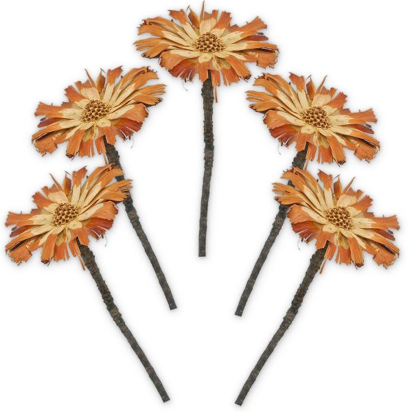 Zuckerbüsche Protea Trockenblumen Naturdeko natur gebleicht 5er Set 20 - 30 cm