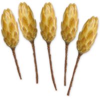 Zuckerbüsche Protea Trockenblumen Naturdeko natur gebleicht 5er Set 30 - 40 cm