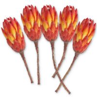 Zuckerbüsche Protea extra Trockenblumen Naturdeko rot gebleicht 5er Set