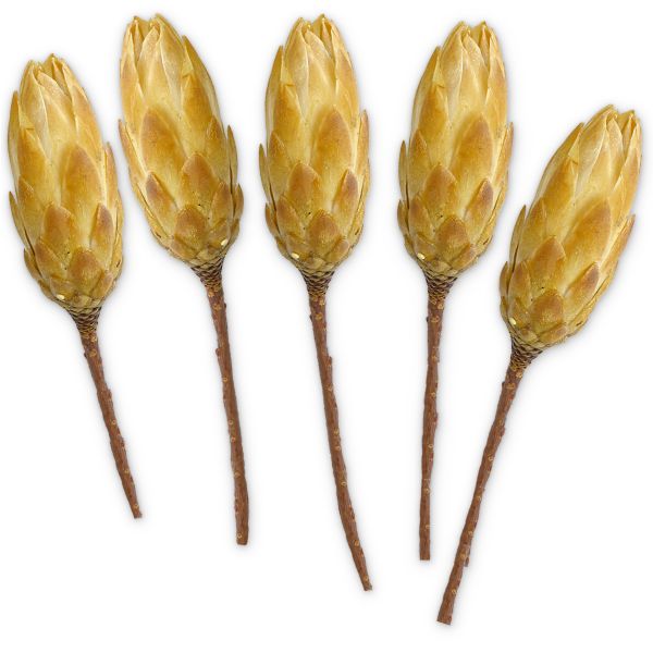 Zuckerbüsche Protea Trockenblumen Naturdeko natur gebleicht 5er Set 30 - 40 cm