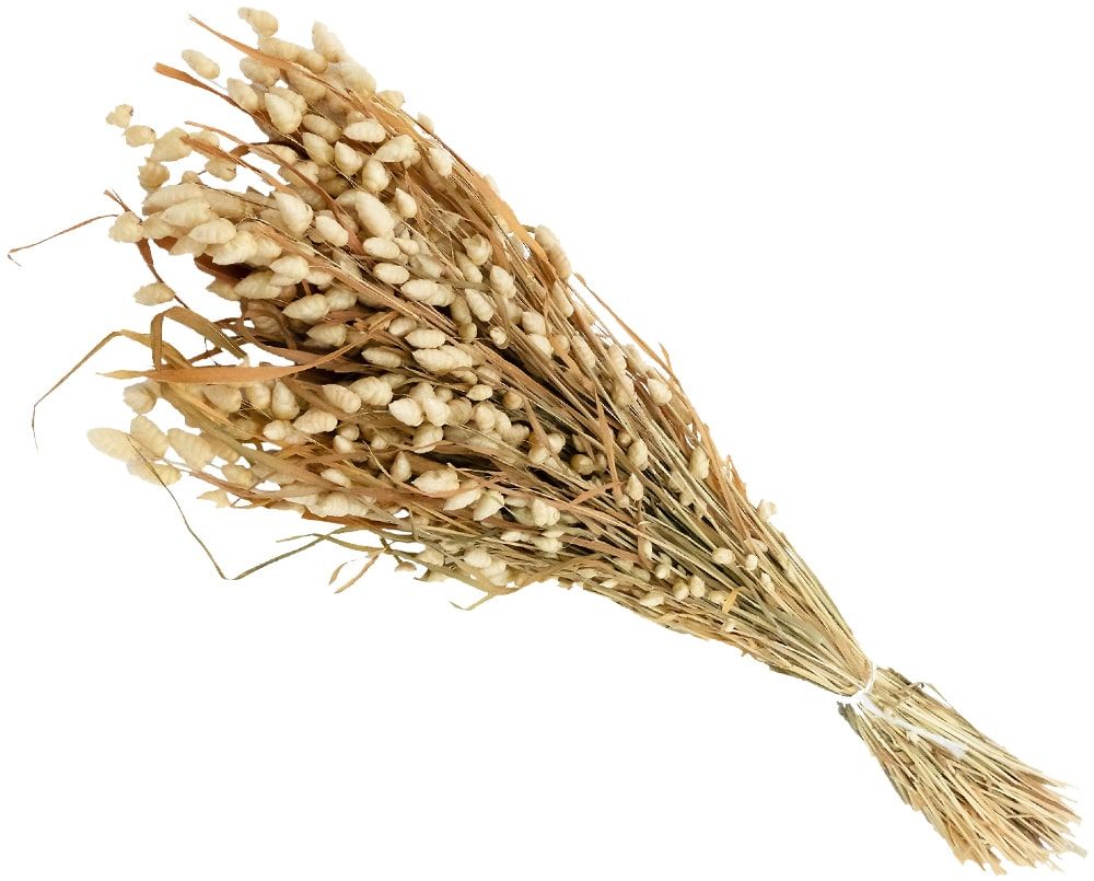 matches21 Briza Maxima grosses Zittergras Trockenblume Gras Naturdeko 1 Beutel 100g natur 123673 1 1