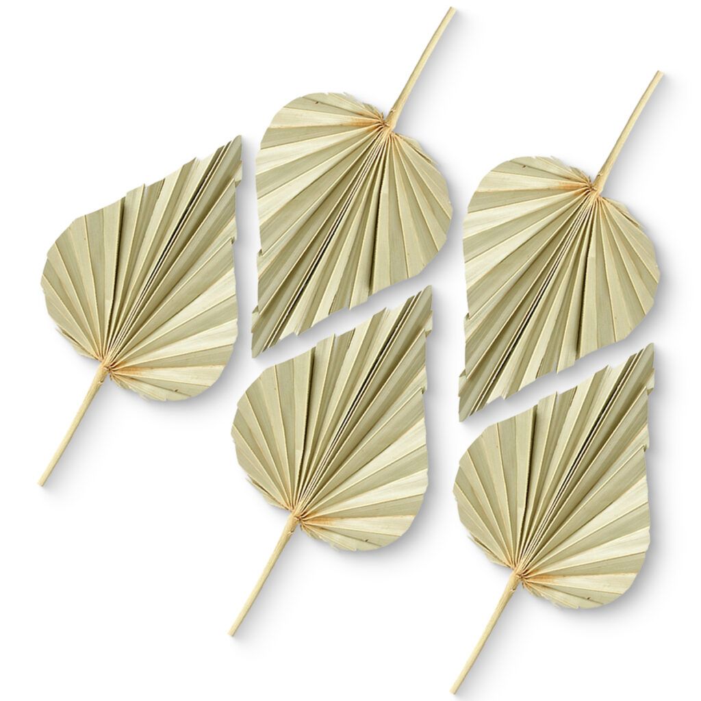 matches21 - Webshop Deko Palmspeere Naturdeko Bastelmaterial Gestecke natur 5er Set 11 13 cm 125264 3 1 1