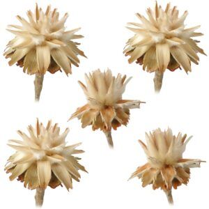 matches21 - Webshop Flaumfeder Plumosum 1 Kopf Trockenblumen Naturdeko hell natur 5er Set 125242 1 30