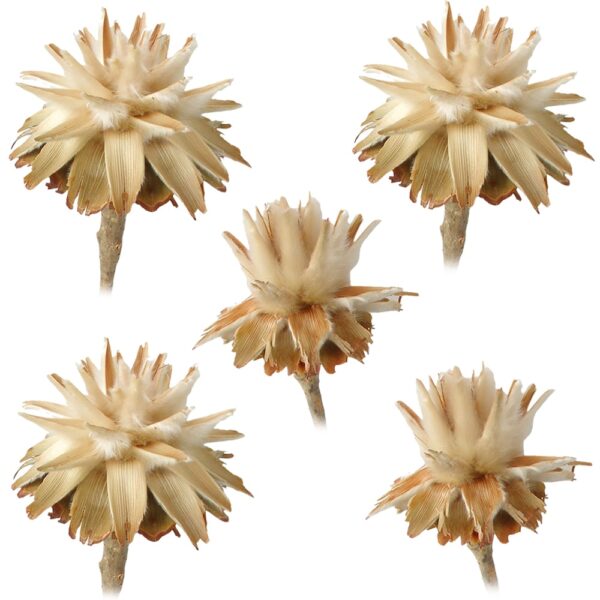 matches21 - Webshop Flaumfeder Plumosum 1 Kopf Trockenblumen Naturdeko hell natur 5er Set 125242 1 1