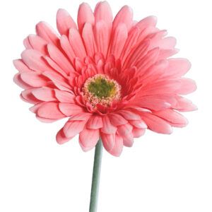 matches21 - Webshop Gerbera Kunstblumen Kunstpflanzen kuenstliche Blueten 1 Stk 56 cm 4 Farben 120531 2 1 18