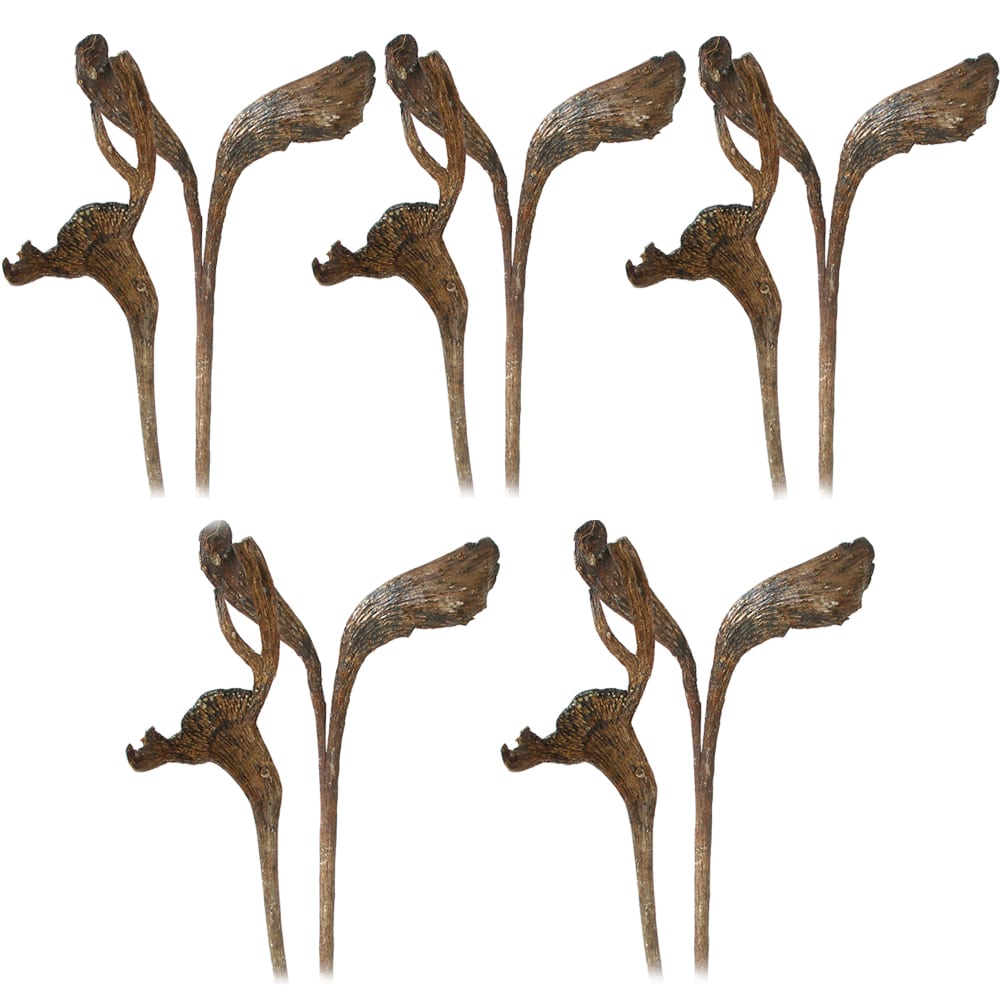 matches21 Geweihhoelzer lackiert Naturdeko Bastelmaterial Dekozweige natur 5er Set 125254 1 1