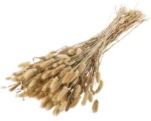 matches21 - Webshop Lagurus Samtgras Hasenschwaenzchen Trockenblume Trockengras 1 Bund a 150g natur 123675 1 21