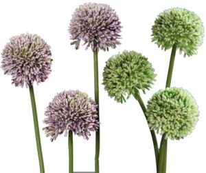 matches21 - Webshop Lauch Blueten Allium Kunstblumen Kunstpflanzen 3er Bund 46 cm 2 Farben 120532 1 24