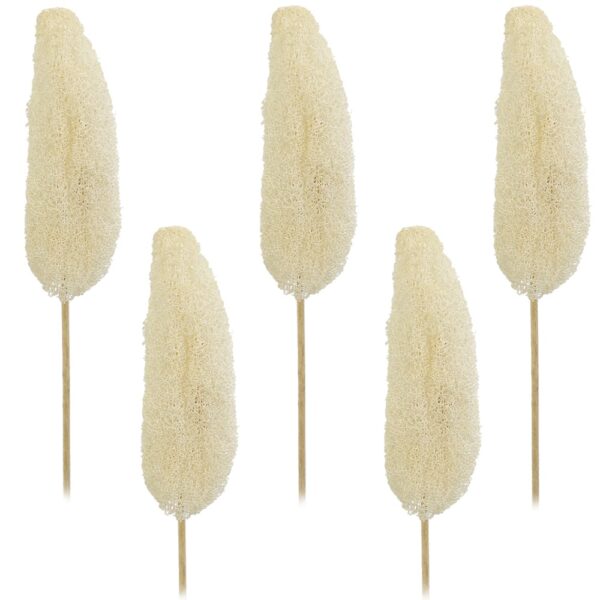 matches21 - Webshop Luffa am Stiel Trockenblumen Naturdeko basteln gebleicht 5er Set ca 10 15 cm 125248 1 1