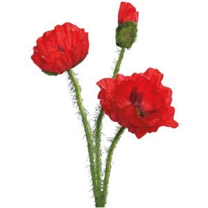 matches21 - Webshop Mohn mit 2 Blueten und 1 Knospe Kunstblume Bluete Bastelmaterial Dekoblume 7x48 cm 125317 1 14