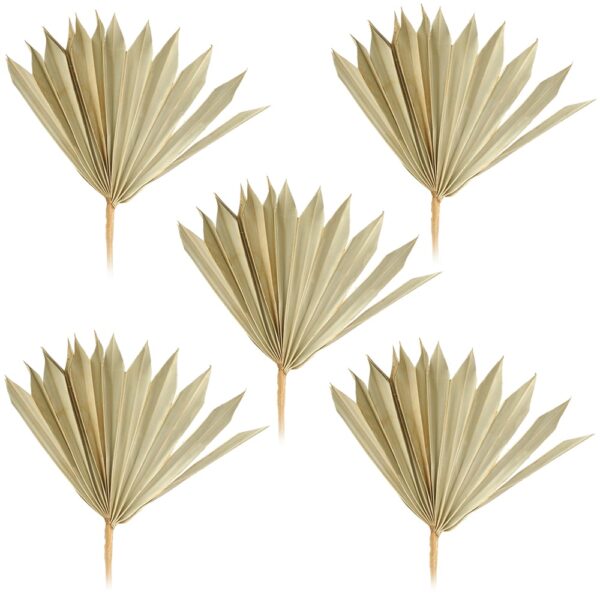 matches21 - Webshop Palmsonnen Deko Naturdeko Bastelmaterial Gestecke natur 5er Set 11 22 cm 125269 1 1