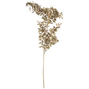 matches21 - Webshop Ruscus Maeusedornen Trockenblumen Boho Naturdeko getrocknet Natur 70 cm 3 Farben 125743 5 1 22