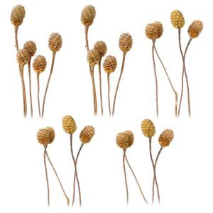 matches21 - Webshop Sabulosumzweige 4 6 Koepfe Trockenblumen Bastelmaterial natur hell 5er Set 125244 1 18