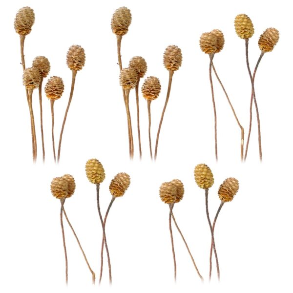 matches21 - Webshop Sabulosumzweige 4 6 Koepfe Trockenblumen Bastelmaterial natur hell 5er Set 125244 1 1