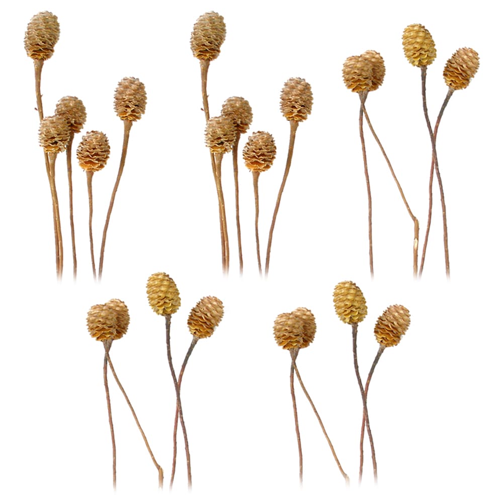 matches21 - Webshop Sabulosumzweige 4 6 Koepfe Trockenblumen Bastelmaterial natur hell 5er Set 125244 1 1
