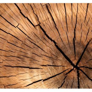 matches21 - Webshop Tischset Platzset Holzoptik MOTIV Holz Holzscheibe 1 30