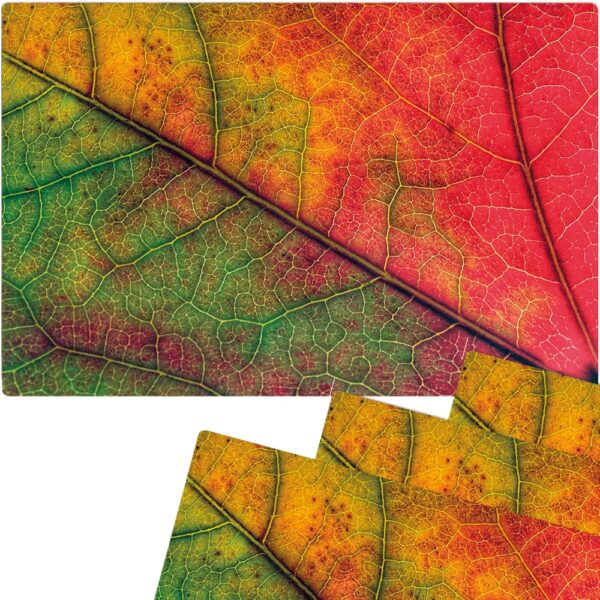 matches21 - Webshop Tischset Platzsets MOTIV abwaschbar Herbstblatt Blattadern Nahaufnahme rot 126263 2 1 17