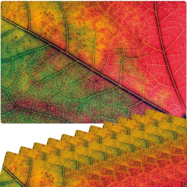 matches21 - Webshop Tischset Platzsets MOTIV abwaschbar Herbstblatt Blattadern Nahaufnahme rot 126263 5 1 20