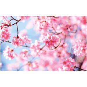 matches21 Tischsets Platzsets MOTIV abwaschbar Fruehling Kirschblueten rosa blau 126279 1 1 8