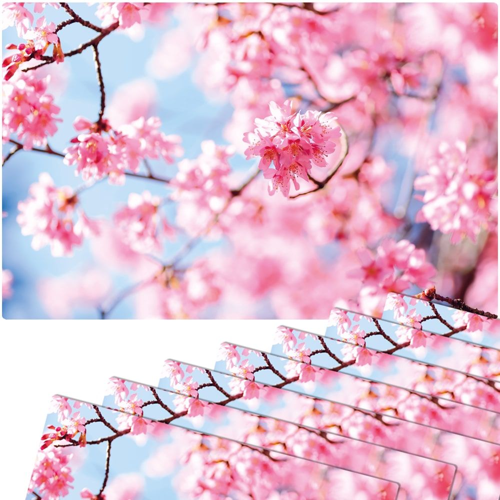 matches21 Tischsets Platzsets MOTIV abwaschbar Fruehling Kirschblueten rosa blau 126279 8 1 5
