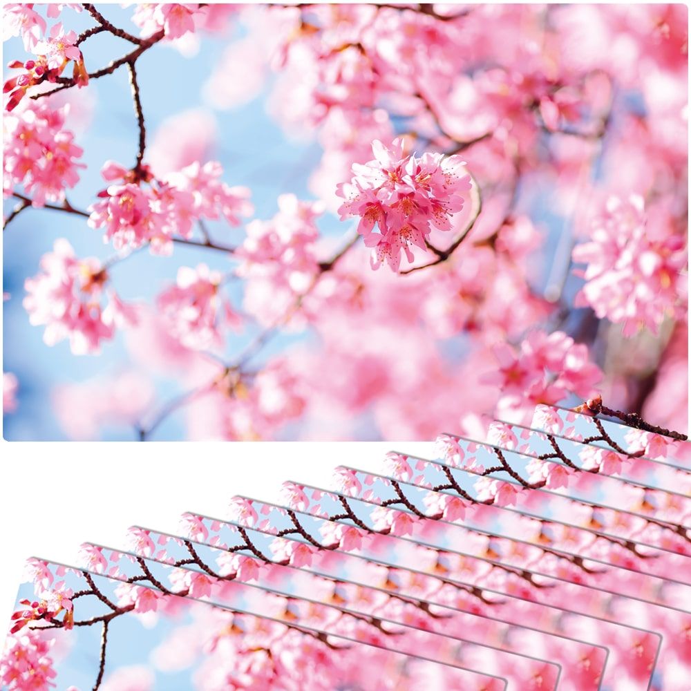 matches21 Tischsets Platzsets MOTIV abwaschbar Fruehling Kirschblueten rosa blau 126279 9 1 6