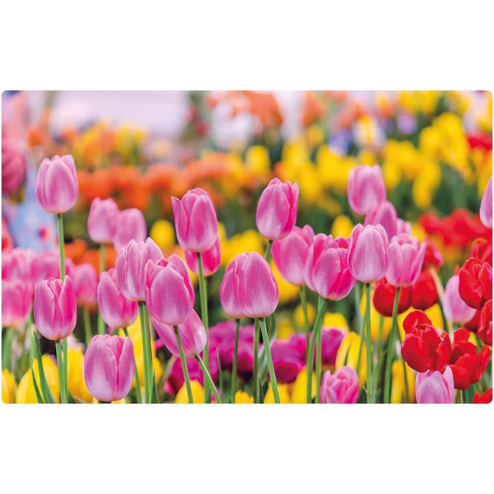matches21 - Webshop Tischsets Platzsets MOTIV abwaschbar pinke Tulpen Blumenwiese bunt 126277 1 1 2