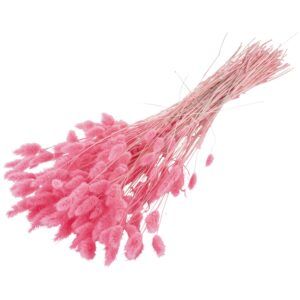 matches21 - Webshop Trockenblumen Deko Bund Phalaris gefaerbt verschiedene Farben 126455 1 1 23