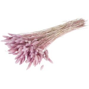 matches21 - Webshop Trockenblumen Deko Bund Phalaris gefaerbt verschiedene Farben 126455 2 1 24