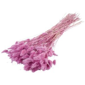 matches21 - Webshop Trockenblumen Deko Bund Phalaris gefaerbt verschiedene Farben 126455 4 1 26