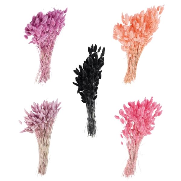 matches21 - Webshop Trockenblumen Deko Bund Phalaris gefaerbt verschiedene Farben 126455 5 1 15