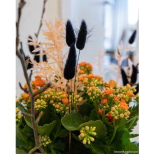 matches21 - Webshop Trockenblumen Deko Bund Phalaris gefaerbt verschiedene Farben 126455 7 1 28