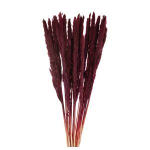 matches21 - Webshop Trockenblumen Deko Bund Ziergras gefaerbt rot 70 80 cm 126441 1 3