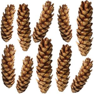 matches21 - Webshop Zapfen am Draht Tannenzapfen Naturdeko Basteln braun lackiert 10er Set 2 Groessen 121753 1 1 5