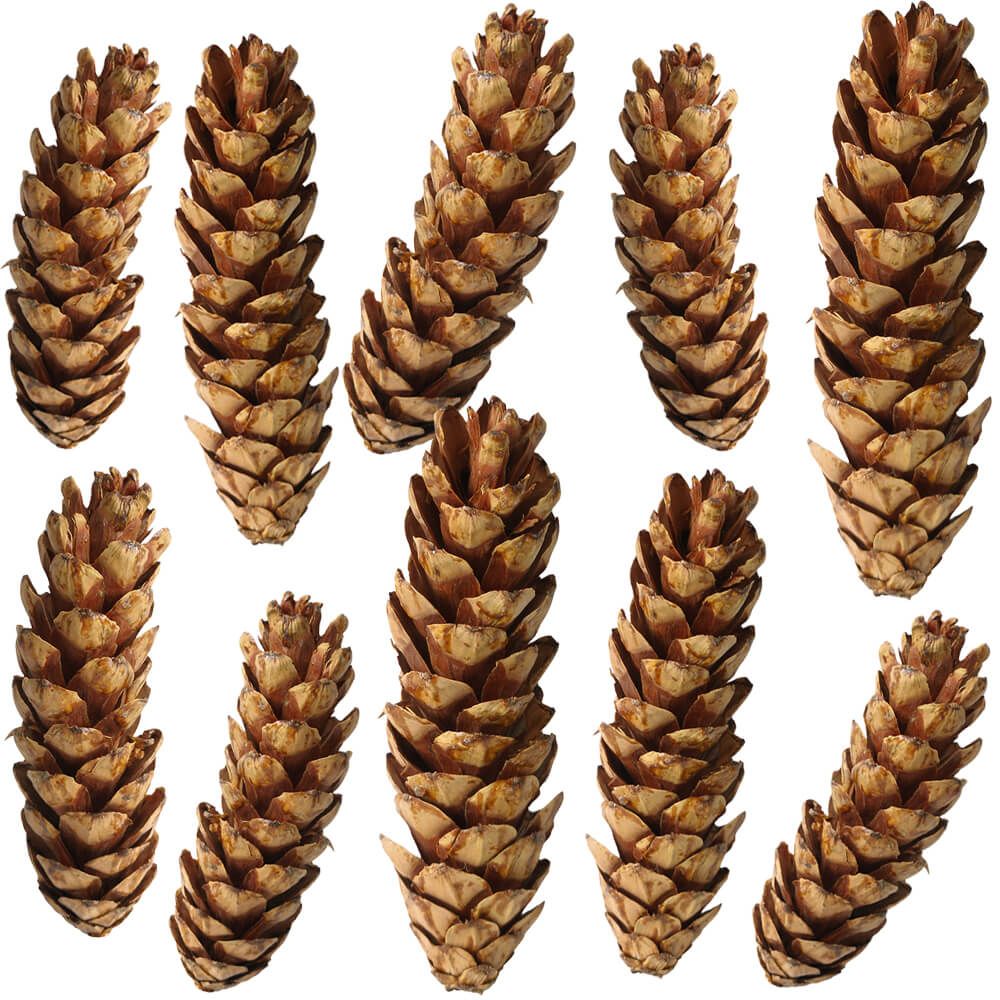 matches21 - Webshop Zapfen am Draht Tannenzapfen Naturdeko Basteln braun lackiert 10er Set 2 Groessen 121753 1 1 2