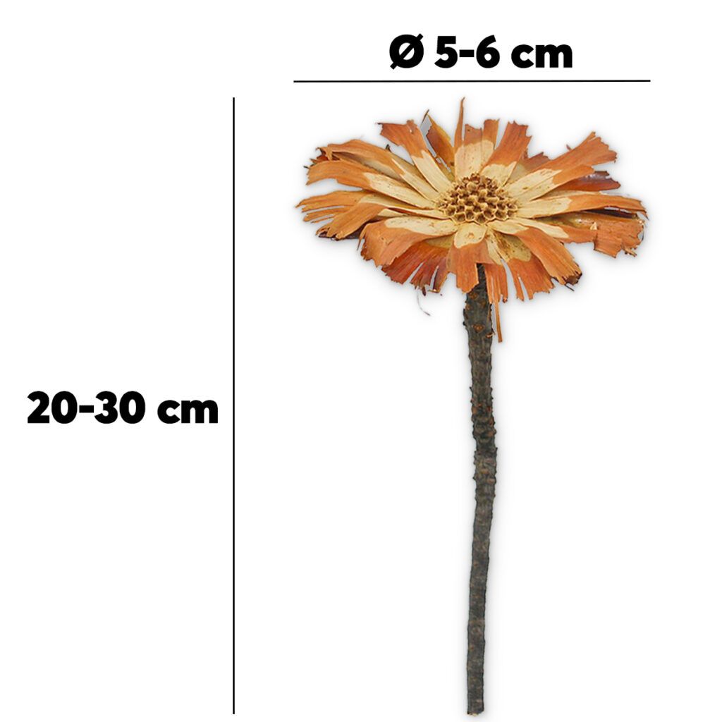 matches21 - Webshop Zuckerbuesche Protea 5er Set Trockenblumen natur hell gebleicht 20 30 cm 125240 1 1 2