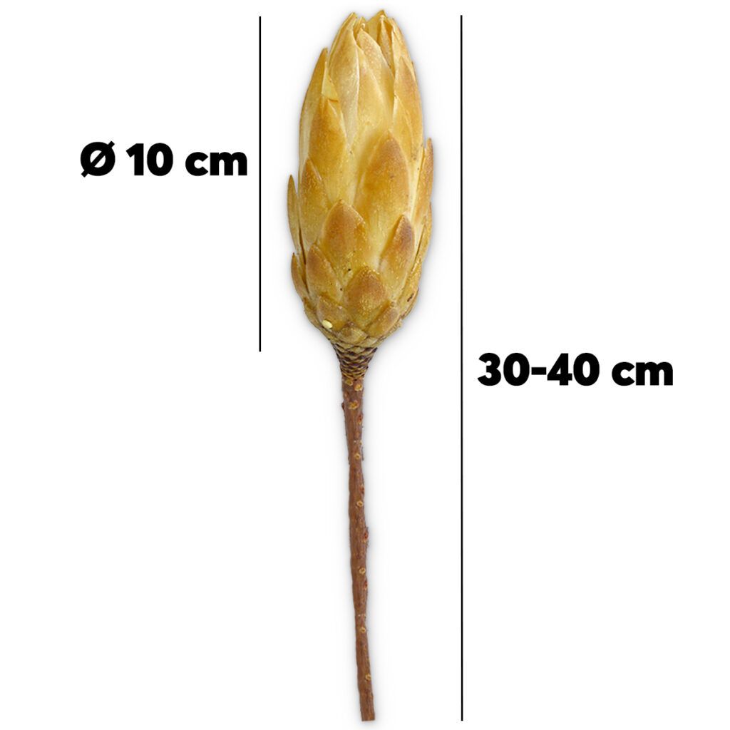 matches21 Zuckerbuesche Protea 5er Set Trockenblumen natur hell gebleicht 30 40 cm 125232 1 1 2