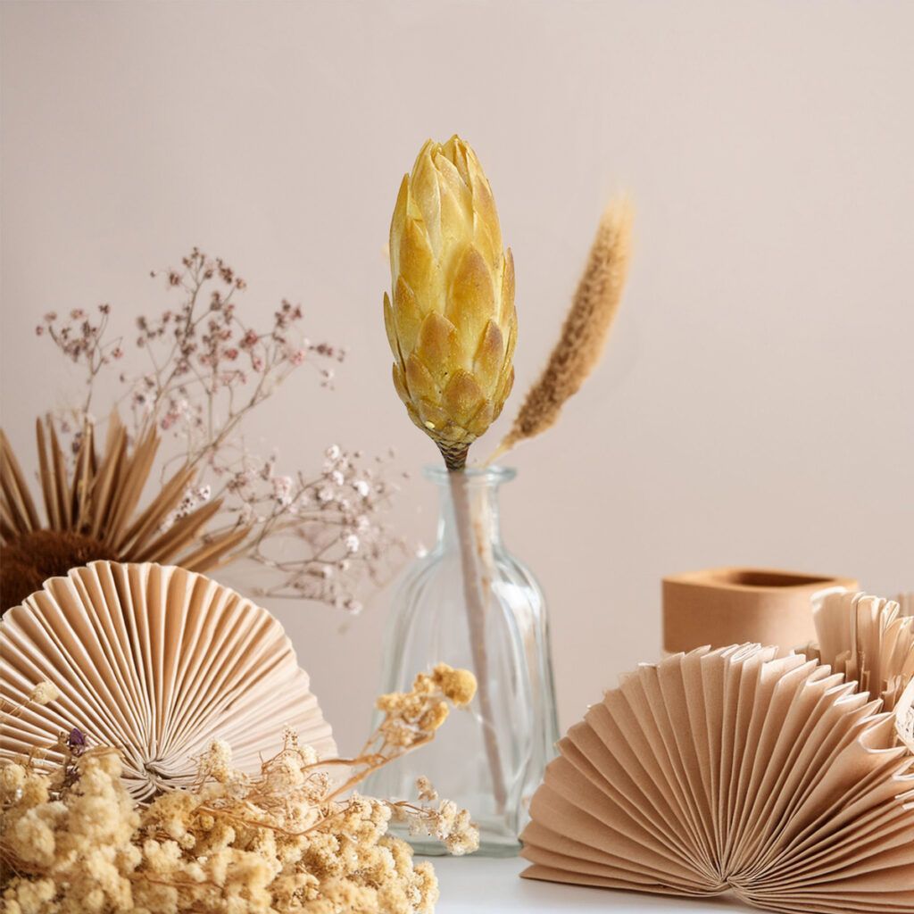 matches21 Zuckerbuesche Protea 5er Set Trockenblumen natur hell gebleicht 30 40 cm 125232 2 1 3