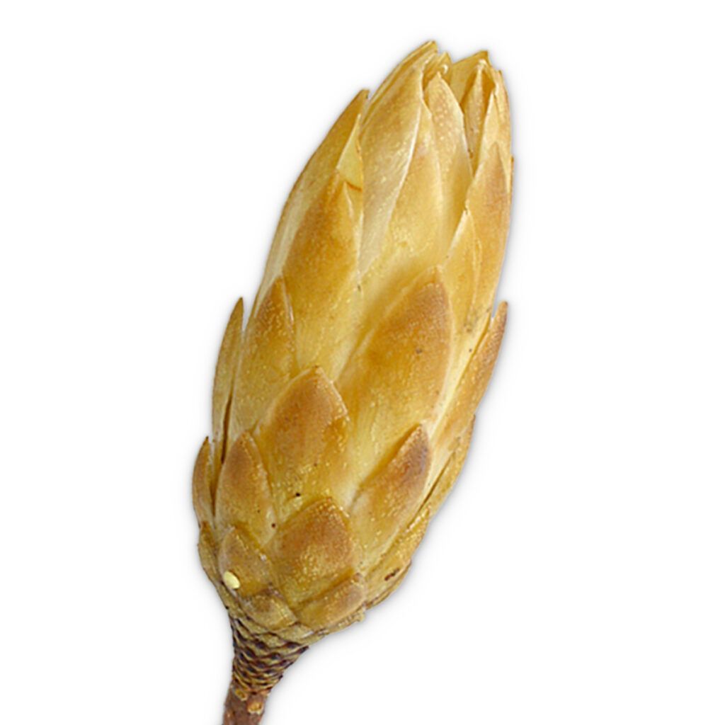 matches21 Zuckerbuesche Protea 5er Set Trockenblumen natur hell gebleicht 30 40 cm 125232 3 1 4