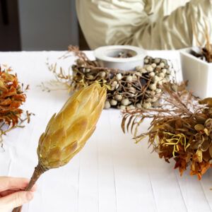 matches21 Zuckerbuesche Protea 5er Set Trockenblumen natur hell gebleicht 30 40 cm 125232 5 1 13