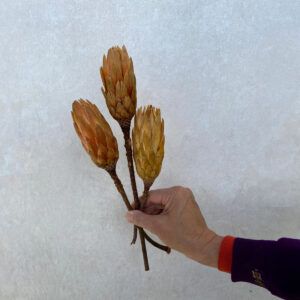 matches21 Zuckerbuesche Protea 5er Set Trockenblumen natur hell gebleicht 30 40 cm 125232 6 1 14