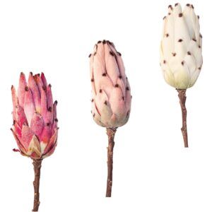 matches21 - Webshop Zuckerbuesche Protea Bluete Kunstblumen Dekoblumen 7x13x51 cm in 3 Farben 125316 1 22