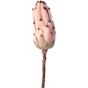 matches21 - Webshop Zuckerbuesche Protea Bluete Kunstblumen Dekoblumen 7x13x51 cm in 3 Farben 125316 2 1 24