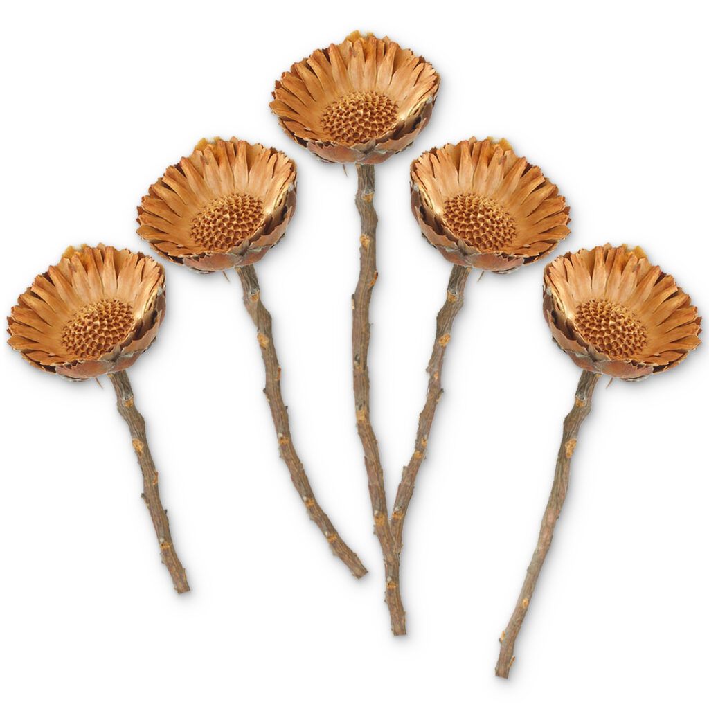 matches21 Zuckerbuesche Protea Compacta Rosette Trockenblumen natur 5er Set 4 6 5 cm 125238 1 1 1