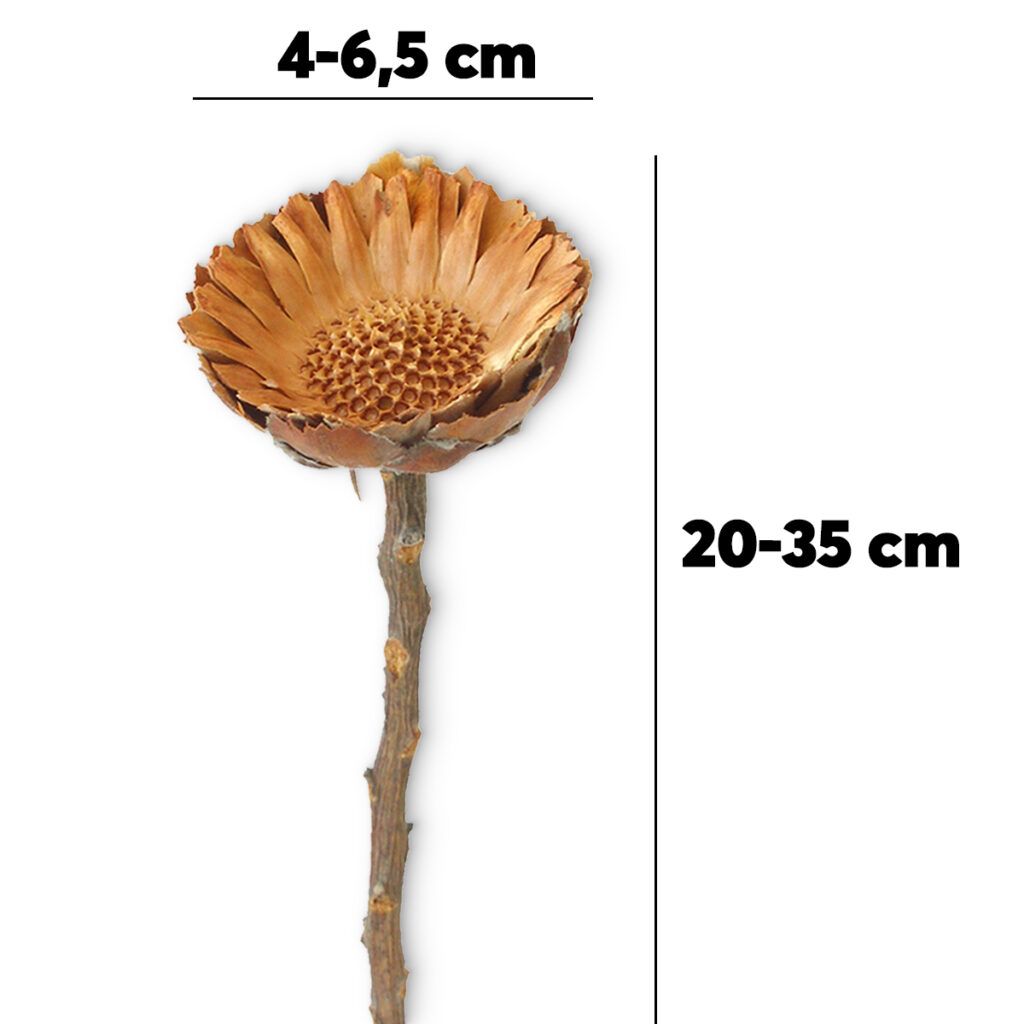 matches21 Zuckerbuesche Protea Compacta Rosette Trockenblumen natur 5er Set 4 6 5 cm 125238 3 1 3