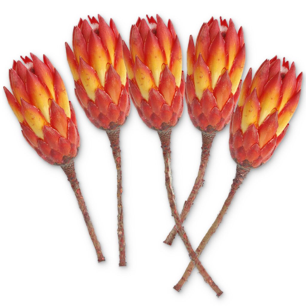 matches21 - Webshop Zuckerbuesche Protea extra Trockenblumen Naturdeko rot gebleicht 5er Set 125234 1 1 1