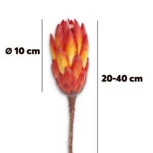 matches21 - Webshop Zuckerbuesche Protea extra Trockenblumen Naturdeko rot gebleicht 5er Set 125234 3 1 9