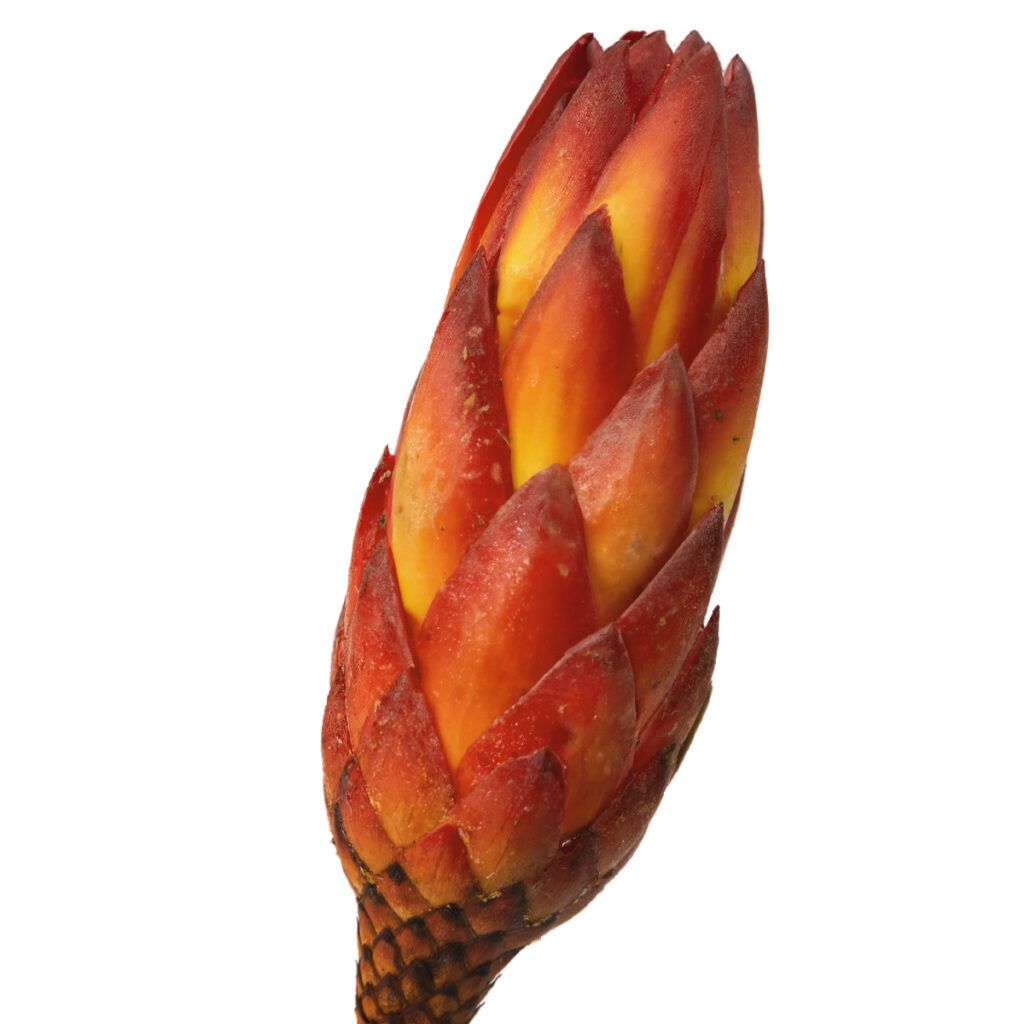 matches21 - Webshop Zuckerbuesche Protea extra Trockenblumen Naturdeko rot gebleicht 5er Set 125234 4 1 4