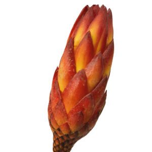 matches21 - Webshop Zuckerbuesche Protea extra Trockenblumen Naturdeko rot gebleicht 5er Set 125234 4 1 10