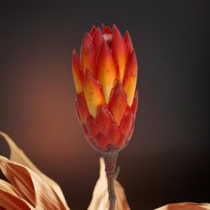 matches21 - Webshop Zuckerbuesche Protea extra Trockenblumen Naturdeko rot gebleicht 5er Set 125234 6 1 12