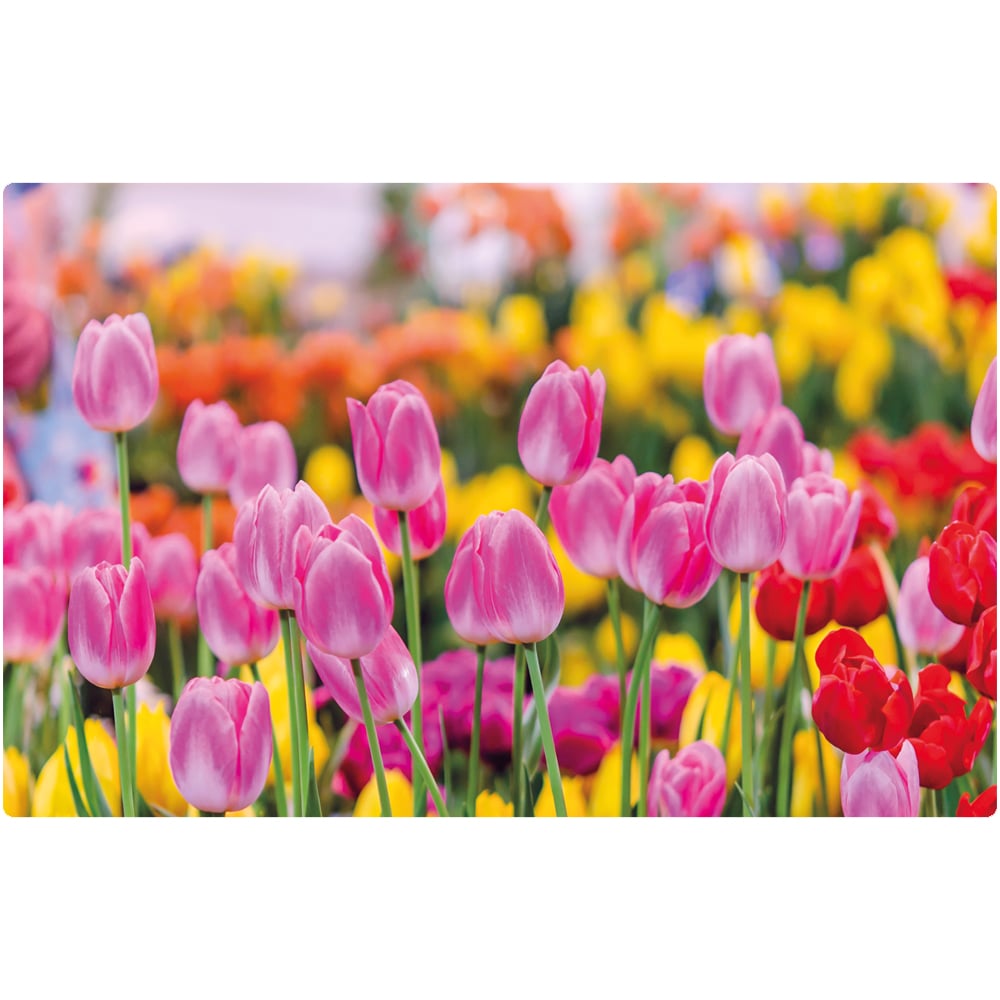 matches21 - Webshop Tischsets Platzsets MOTIV abwaschbar pinke Tulpen Blumenwiese bunt 126277 1